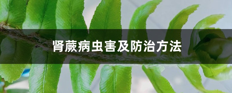 肾蕨病虫害及防治方法 肾蕨病虫害及防治方法