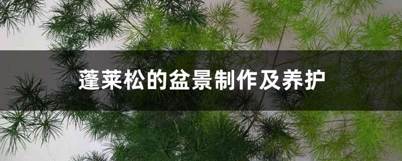 蓬莱松的盆景制作及养护 蓬莱松的盆景制作及养护