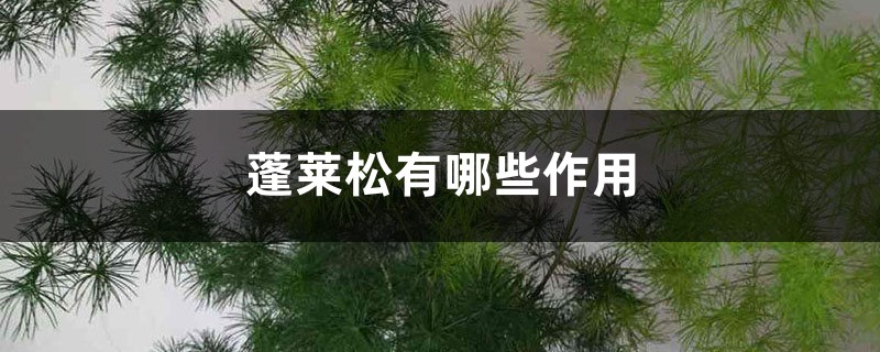蓬莱松有哪些作用 蓬莱松有哪些作用