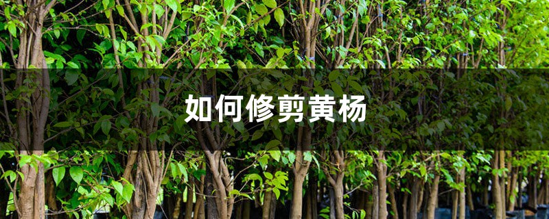如何修剪黄杨 如何修剪黄杨