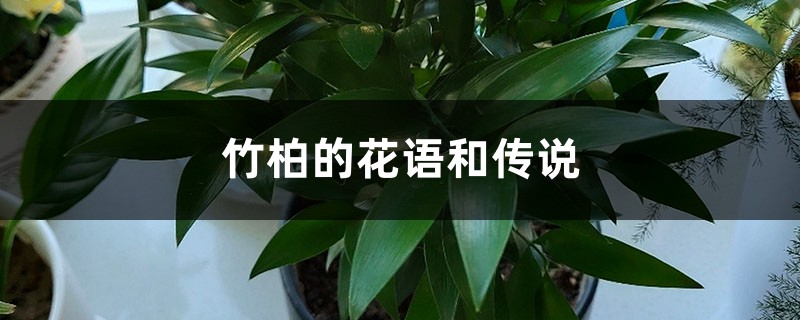 竹柏的花语和传说 竹柏的花语和传说