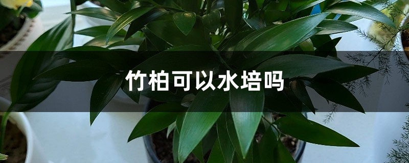 竹柏可以水培吗 竹柏可以水培吗