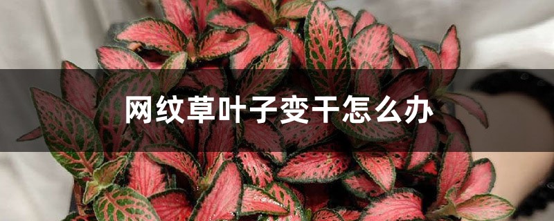 网纹草叶子变干怎么办 网纹草叶子变干怎么办