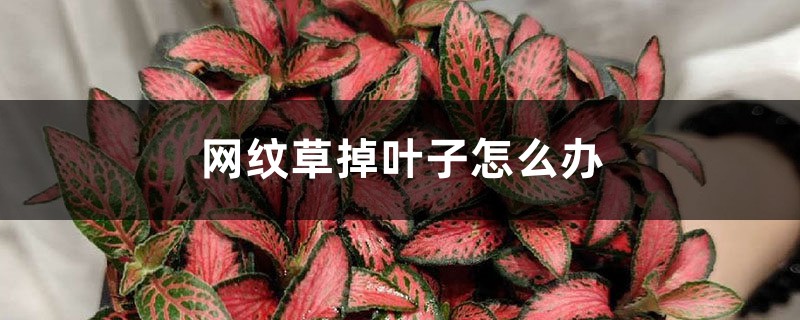 网纹草掉叶子怎么办 网纹草掉叶子怎么办