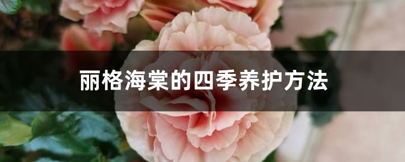 丽格海棠的四季养护方法 丽格海棠的四季养护方法