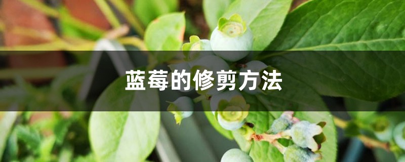 蓝莓的修剪方法 蓝莓的修剪方法