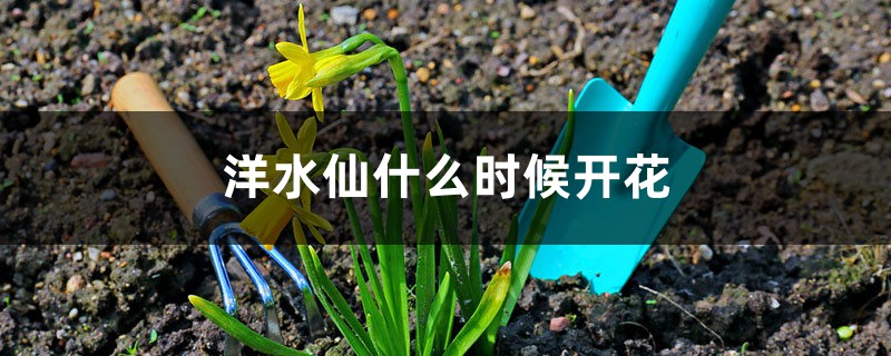 洋水仙什么时候开花 洋水仙什么时候开花