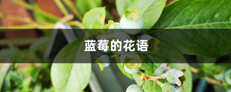 蓝莓的花语 蓝莓的花语
