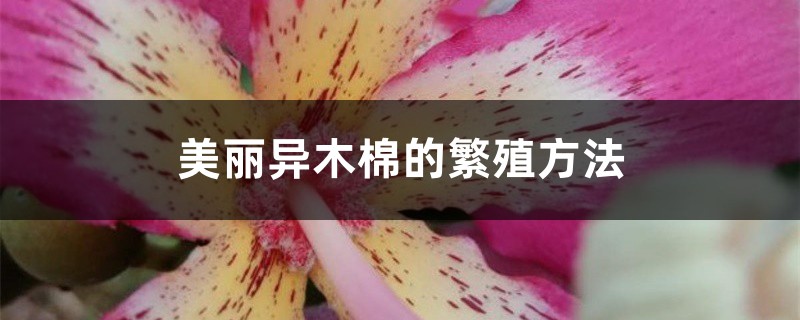 美丽异木棉的繁殖方法 美丽异木棉的繁殖方法
