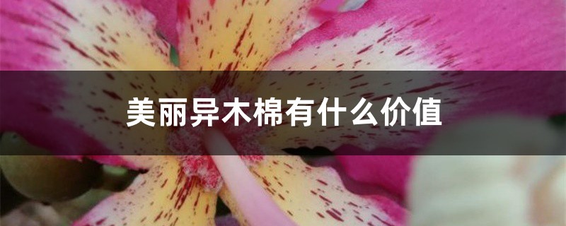 美丽异木棉有什么价值 美丽异木棉有什么价值