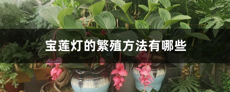 宝莲灯的繁殖方法有哪些 宝莲灯的繁殖方法有哪些