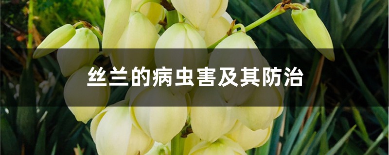 丝兰的病虫害及其防治 丝兰的病虫害及其防治