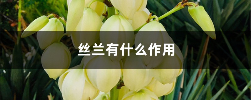 丝兰有什么作用 丝兰有什么作用