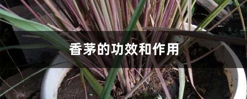 香茅的功效和作用 香茅的功效和作用