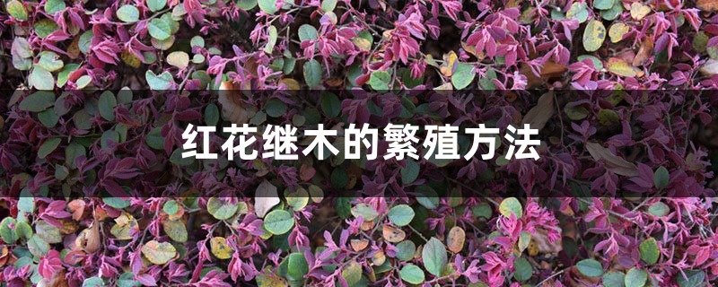 红花继木的繁殖方法 红花继木的繁殖方法