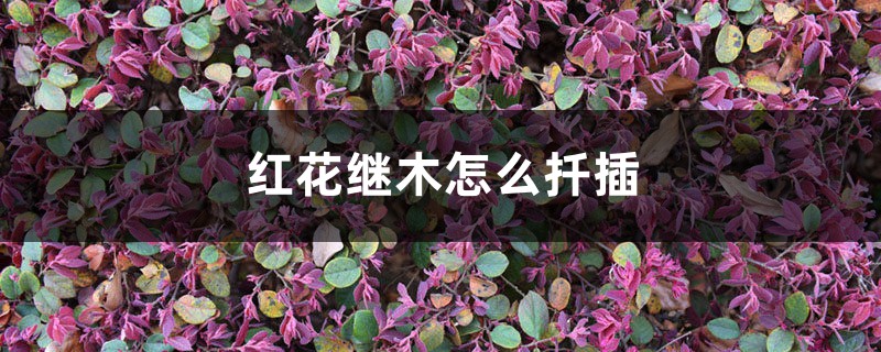 红花继木怎么扦插 红花继木怎么扦插