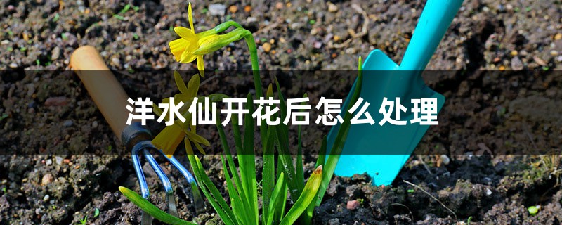 洋水仙开花后怎么处理 洋水仙开花后怎么处理