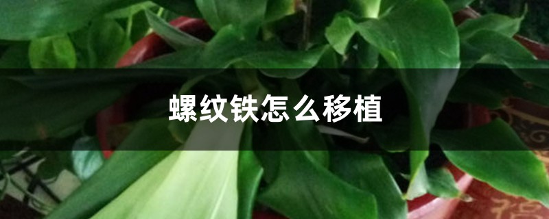 螺纹铁怎么移植 螺纹铁怎么移植