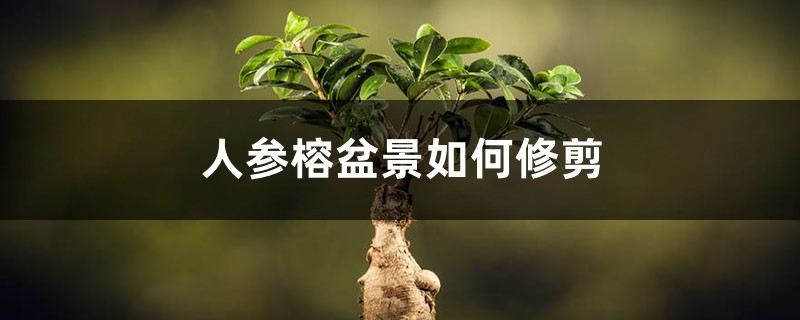 人参榕盆景如何修剪 人参榕盆景如何修剪