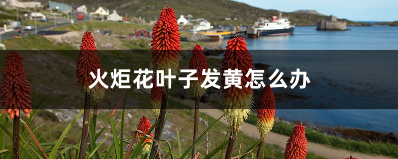 火炬花叶子发黄怎么办 火炬花叶子发黄怎么办