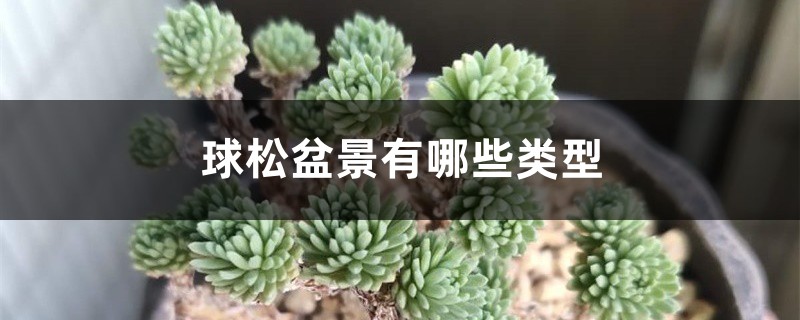 球松盆景有哪些类型 球松盆景有哪些类型
