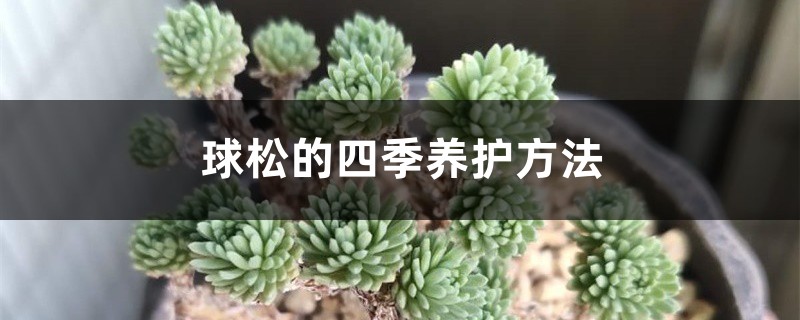 球松的四季养护方法 球松的四季养护方法