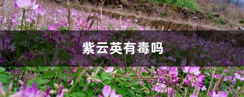 紫云英有毒吗 紫云英有毒吗