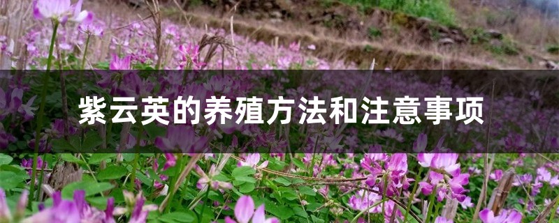 紫云英的养殖方法和注意事项 紫云英的养殖方法和注意事项