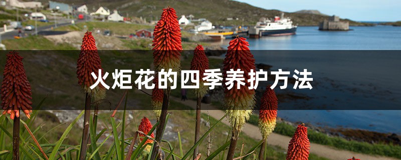 火炬花的四季养护方法 火炬花的四季养护方法