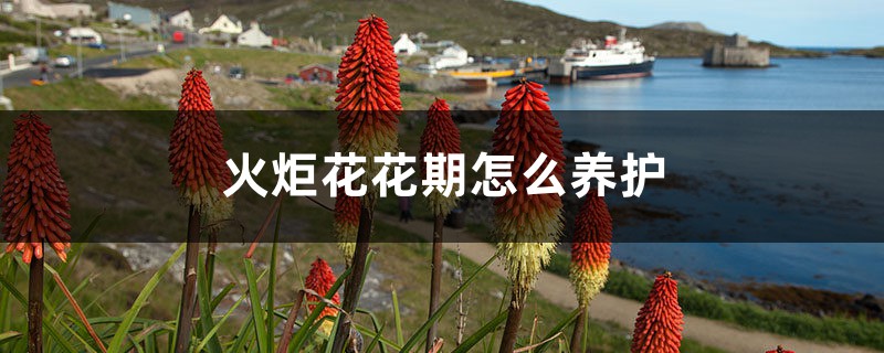 火炬花花期怎么养护 火炬花花期怎么养护
