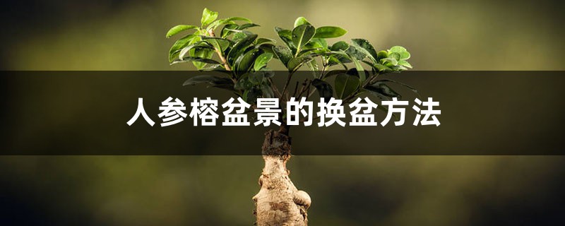 人参榕盆景的换盆方法 人参榕盆景的换盆方法
