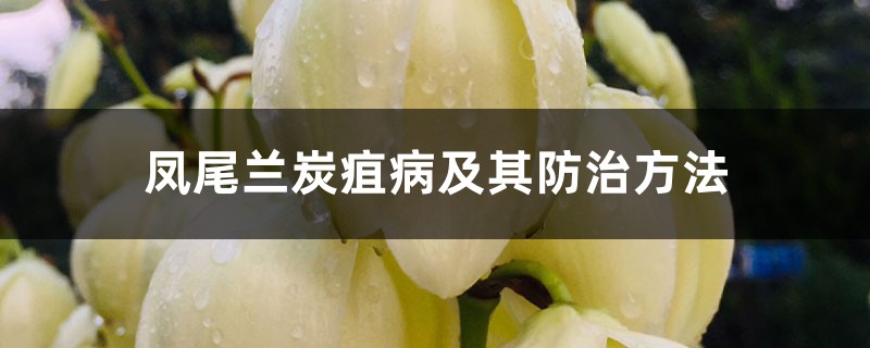 凤尾兰炭疽病及其防治方法 凤尾兰炭疽病及其防治方法