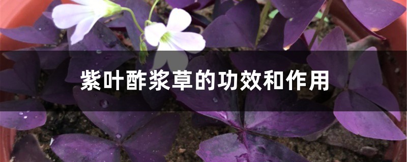 紫叶酢浆草的功效和作用 紫叶酢浆草的功效和作用