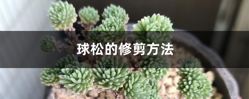 球松的修剪方法 球松的修剪方法