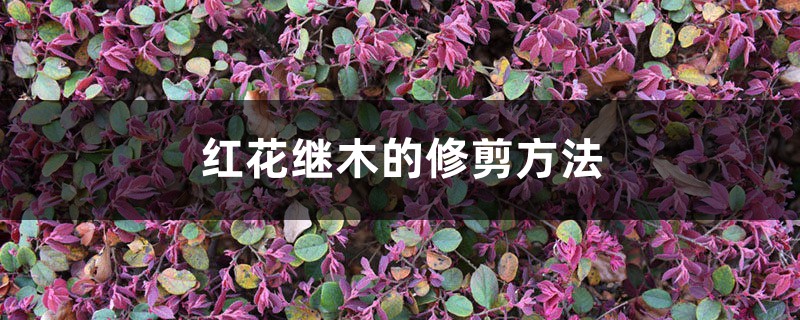 红花继木的修剪方法 红花继木的修剪方法