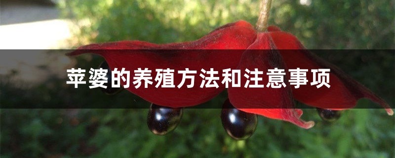 苹婆的养殖方法和注意事项 苹婆的养殖方法和注意事项