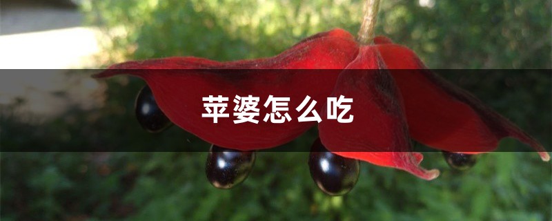 苹婆怎么吃 苹婆怎么吃