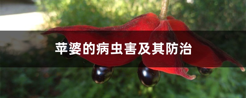 苹婆的病虫害及其防治 苹婆的病虫害及其防治