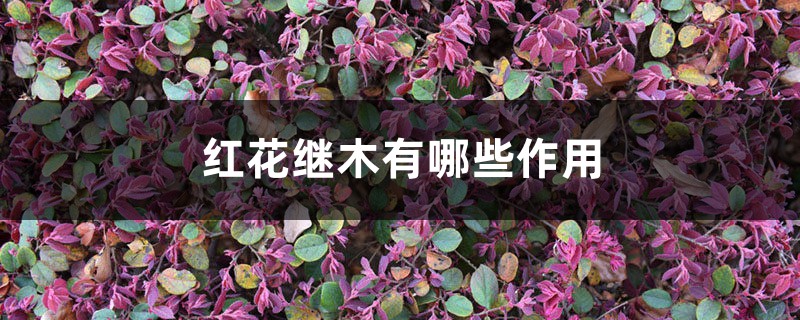 红花继木有哪些作用 红花继木有哪些作用