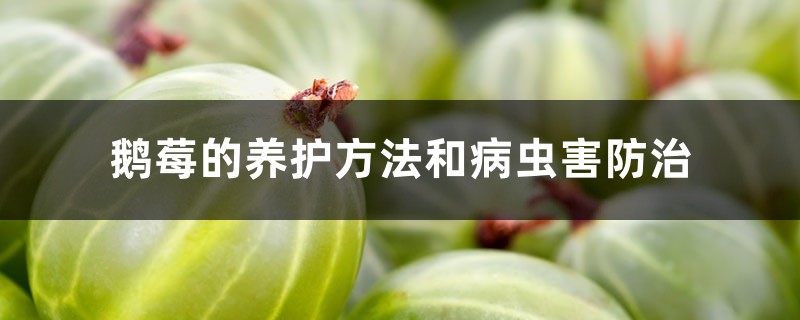 鹅莓的养护方法和病虫害防治 鹅莓的养护方法和病虫害防治