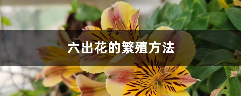 六出花的繁殖方法 六出花的繁殖方法
