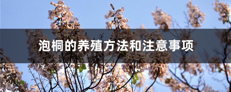 泡桐的养殖方法和注意事项 泡桐的养殖方法和注意事项