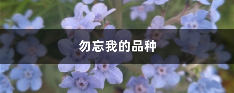 勿忘我的品种 勿忘我的品种