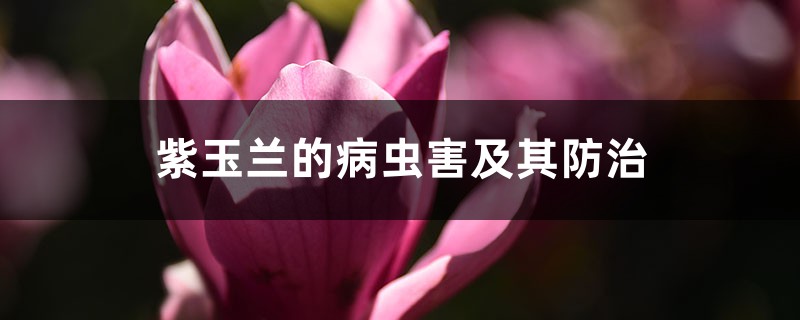 紫玉兰的病虫害及其防治 紫玉兰的病虫害及其防治