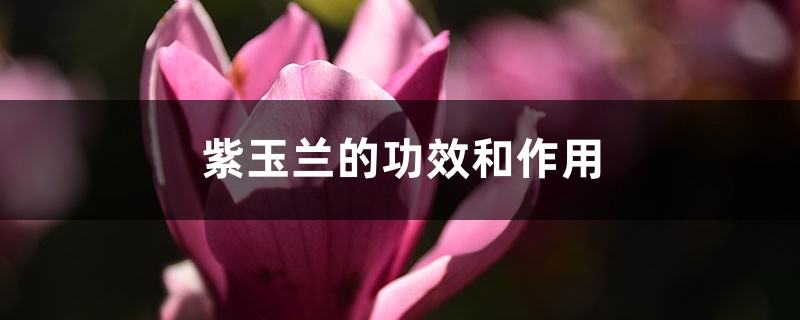 紫玉兰的功效和作用 紫玉兰的功效和作用