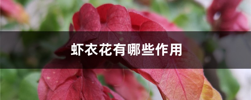 虾衣花有哪些作用 虾衣花有哪些作用