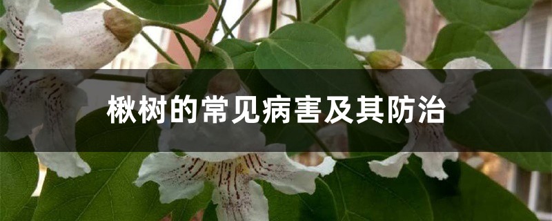 楸树的常见病害及其防治 楸树的常见病害及其防治