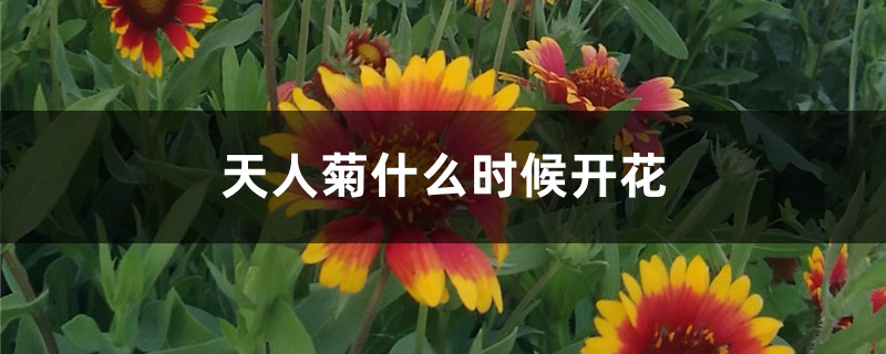 天人菊什么时候开花 天人菊什么时候开花