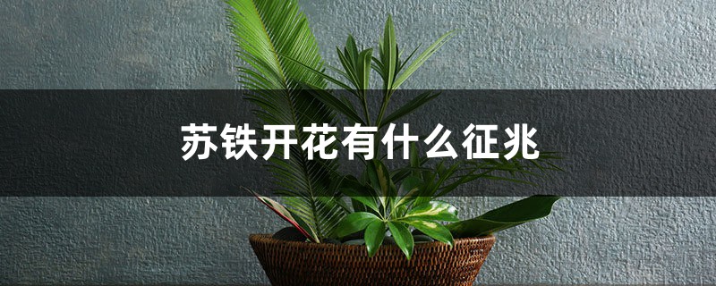 苏铁开花有什么征兆 苏铁开花有什么征兆