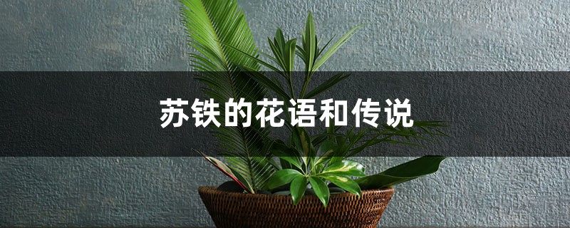 苏铁的花语和传说 苏铁的花语和传说
